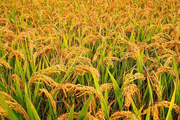 चैते धान विस्तारमा ३३ करोड खर्चिंदै